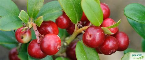 Vaccinium Vitis Idaea Preiselbeere Von Bruns Pflanzen