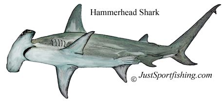 Hammerhead Shark facts