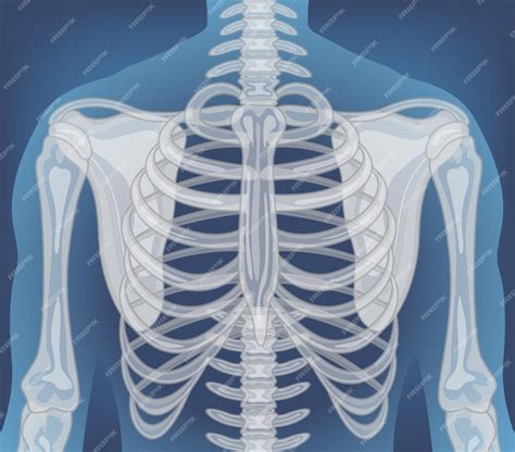 Raio X Do Corpo Humano - Raio X do corpo humano com órgãos internos | Vetor Grátis