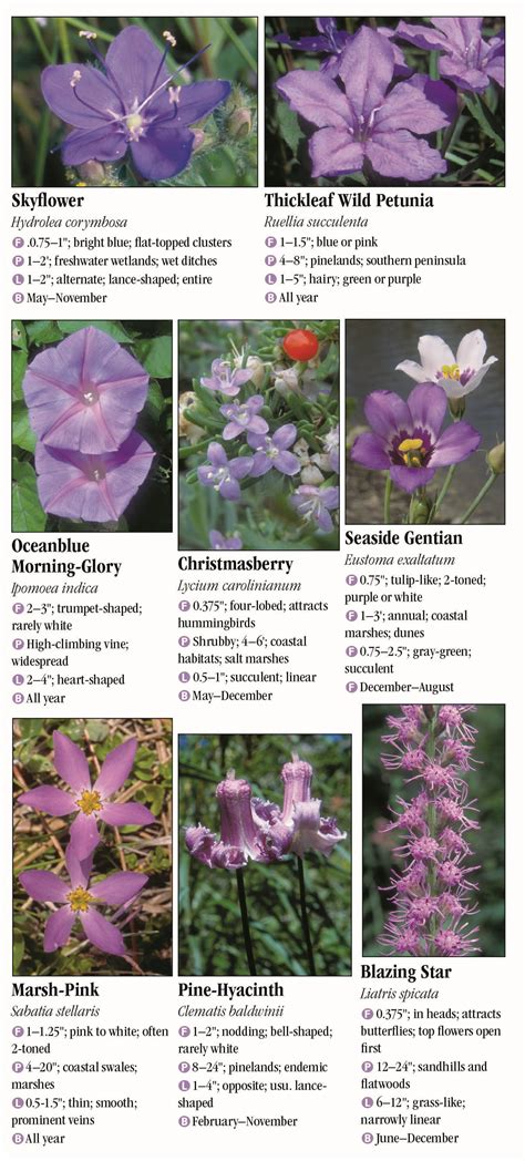 Wildflowers of Southeast Florida – Quick Reference Publishing Retail