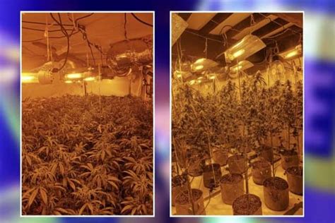 Nottinghamshire Cannabis Farm Shut Down Following Drug Raid