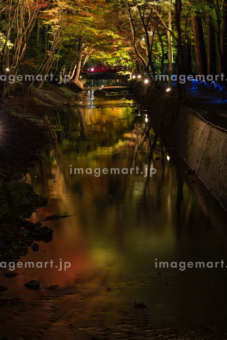 日本 静岡県周智郡森町にある小國神社のライトアップされた紅葉の写真素材 212075981 イメージマート