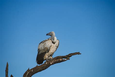 Vulture Conservation in the Southern Drakensberg with Wildlife ACT - Love Africa Marketing