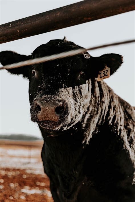 This Thursday, Feb. 5, Superior Livestock Auction is offering 21,000