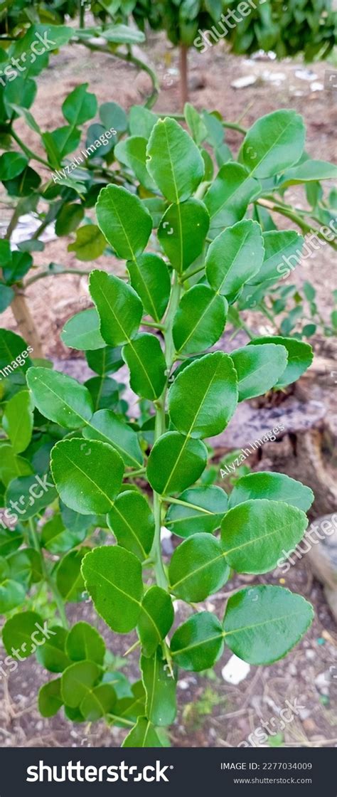 Kaffir Lime Leaf Plant One Plants Stock Photo 2277034009 | Shutterstock