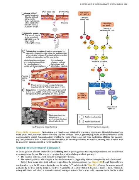 Ana Phy Anaphy Lectures Collection Figure Hemostasis A