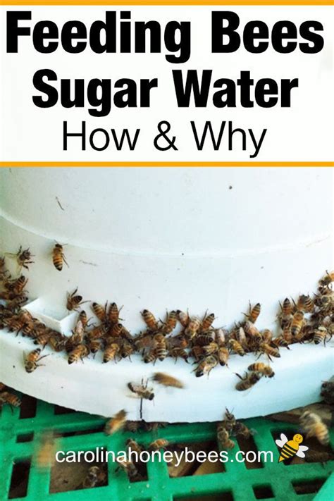 Feeding Bees Sugar Water A Complete Guide Carolina Honeybees