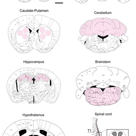 The Drawings Are Adapted From The Mouse Brain In Stereotaxic