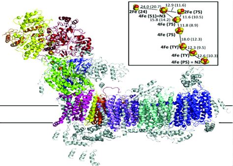 Crystal structure of the entire respiratory complex I (NADH... | Download Scientific Diagram