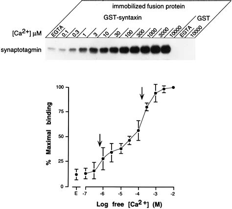 Ca Regulates The Interaction Between Synaptotagmin And Syntaxin