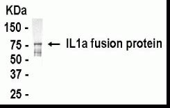 IL1A Antibody Cat No XW 7291 ProSci