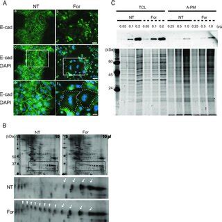 Effects of TG inhibitors on GAPDH modification and cell fusion. A, 2-DE ...