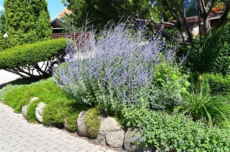 Easy Tips To Prune Your Russian Sage That Guarantee More Gorgeous