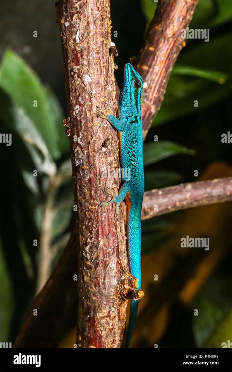 Williams Dwarf Gecko Lygodactylus Williamsi In Terrarium Male