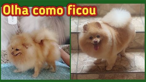 TOSA SPITZ ANTES E DEPOIS YouTube