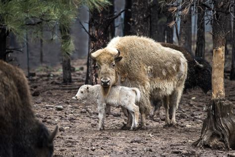 White Buffalo Born in Yellowstone Tied to Lakota Legend, According to ...