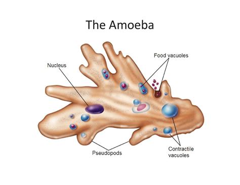 The Amoeba Diagram Quizlet