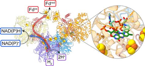 Molecular Basis Of The Electron Bifurcation Mechanism In The Fefe