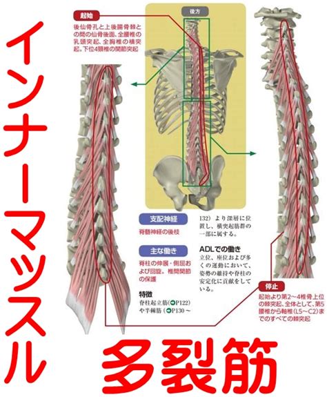 インナーマッスル多裂筋と大腰筋と股関節痛 大阪府門真市の腰痛専門整体院は年中無休で深夜23時まで営業！