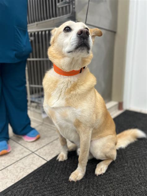 2024 Pets of the Month in Greensboro, NC | Lawndale Veterinary Hospital