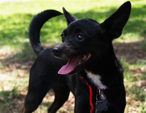 Black Deer Head Chihuahua Mix - Pets Lovers