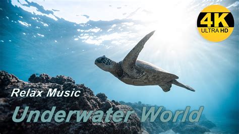 🎧relax Musicunderwater World 🐬 Music For Relaxation And Sleep Video