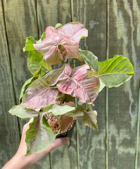 4” Syngonium Pink Spot Houseplant