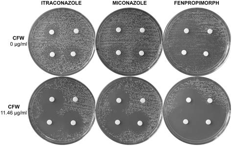 Disc Diffusion Assays Showing Enhanced C Albicans Inhibition When