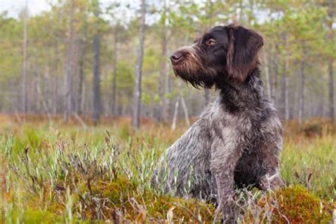 German Wirehaired Pointer [Utimate Guide: Health, Personality & More]