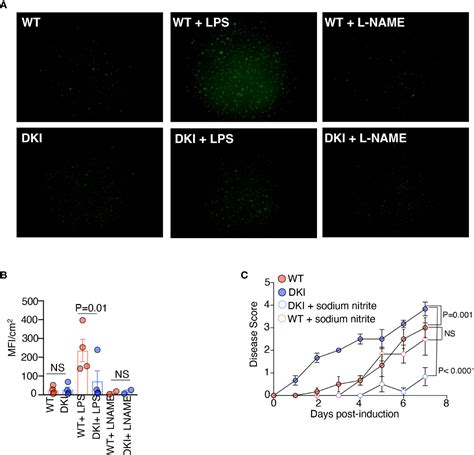 Frontiers Tetramerization Of Stat Regulates Monocyte Differentiation