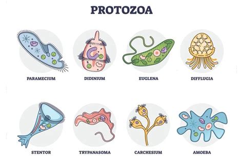 Classification Of Protozoa