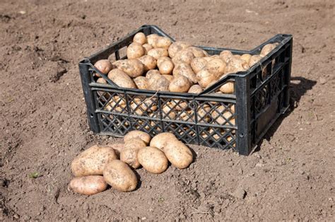 Raccolta Delle Patate Immagine Stock Immagine Di Assegnazione 21075323