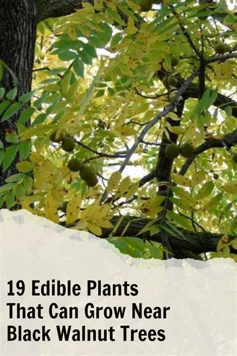 Edible Plants That Can Grow Near Black Walnut Trees In Black