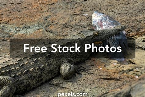 Alligator Gar Fish Photos, Download The BEST Free Alligator Gar Fish ...