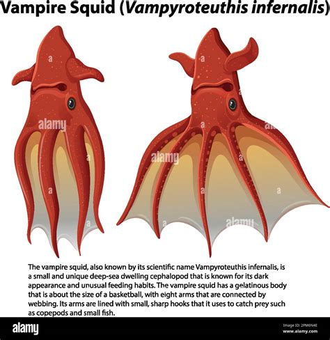 Vampire Squid Vampyroteuthis Infernalis With Informative Text