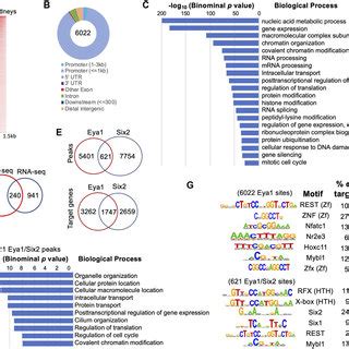 Genome Wide Occupancy By Eya1 In E13 5 Kidneys A Heat Map Showing