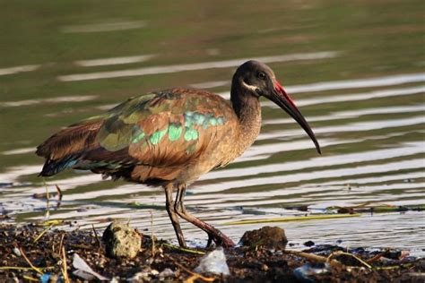 Hadada Ibis - BirdForum Opus | BirdForum