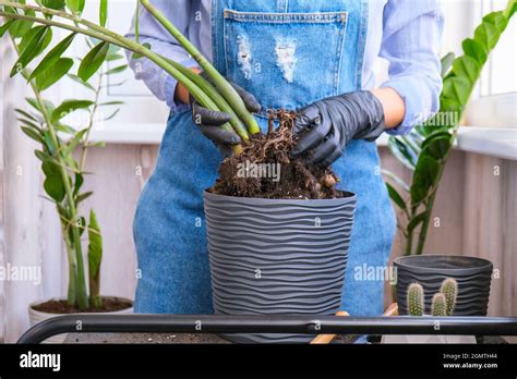 La Mujer Jardinera Transplanta Plantas Interiores Y Usa Una Pala En La