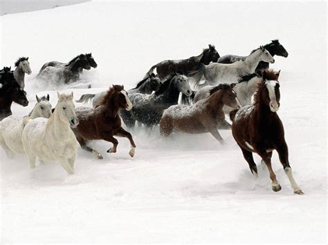 Horse Snow HD wallpaper | animals | Wallpaper Better