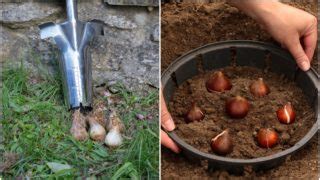 7 Tools to Make Bulb Planting a Breeze (+ One You Don't Need)