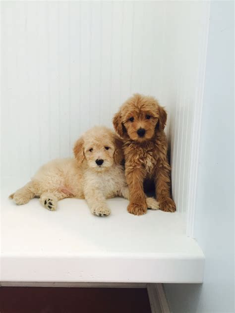 Best Doodle Puppy Our Doodle Puppies' Gallery