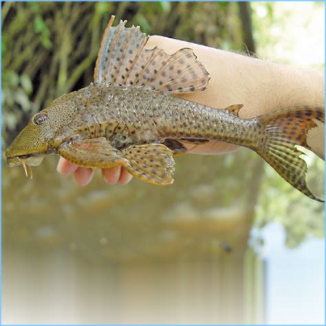 Pleco or Suckermouth Catfish | Pete's Aquariums & Fish