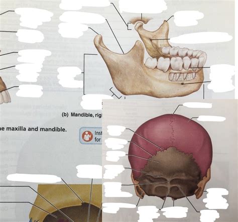 Skull Bone Markings Misc Diagram Quizlet