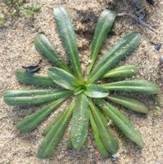 Coast Dandelion – photo Zoya Akulova -Barlow