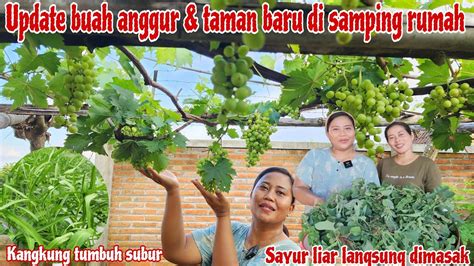 UPDATE BUAH ANGGUR DAN SAYUR DIKEBUN BARUPanen Sayur Liar Disawah