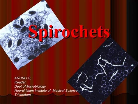 11. spirochetes