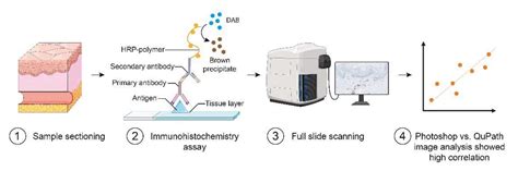 Dermatopathology Free Full Text Quantification Of