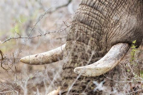 Closeup African Elephant Tusks Stock Photo - Image of south, safari ...