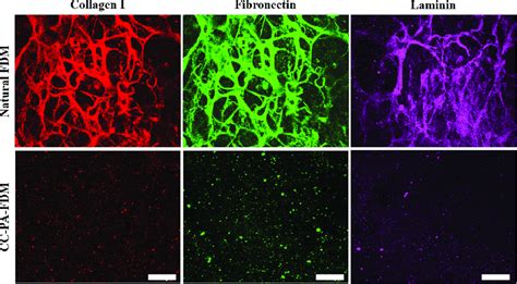 Immunofluorescence Staining Of Extracellular Matrix Proteins Including