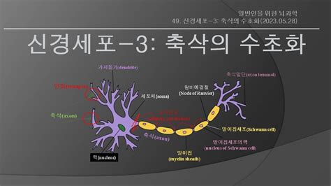 일반인을 위한 뇌과학 49 신경세포 3축삭의 수초화 Youtube